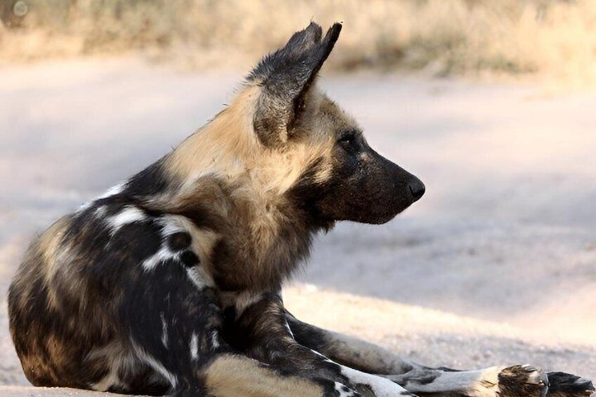 1 Full Day of Shared Safari in Nyerere NP flying from Zanzibar 3