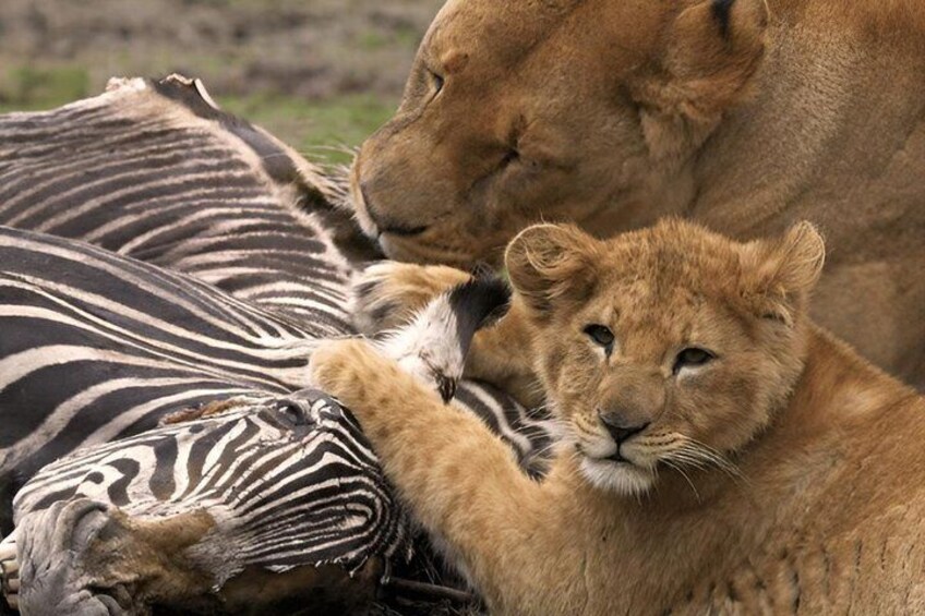 1 Full Day of Shared Safari in Nyerere NP flying from Zanzibar 2