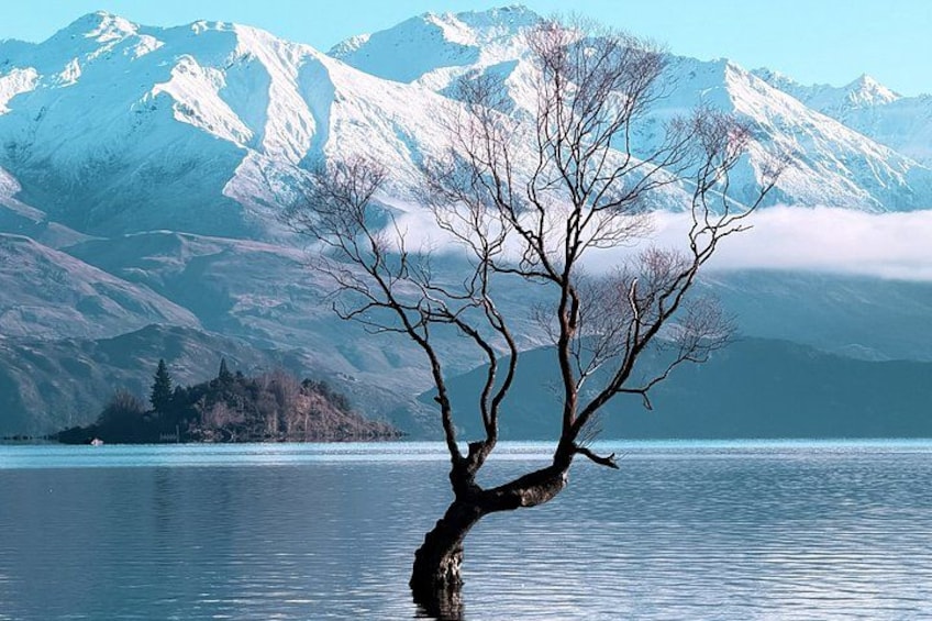 A lone tree in a lake with snow-capped mountains in the background. 1