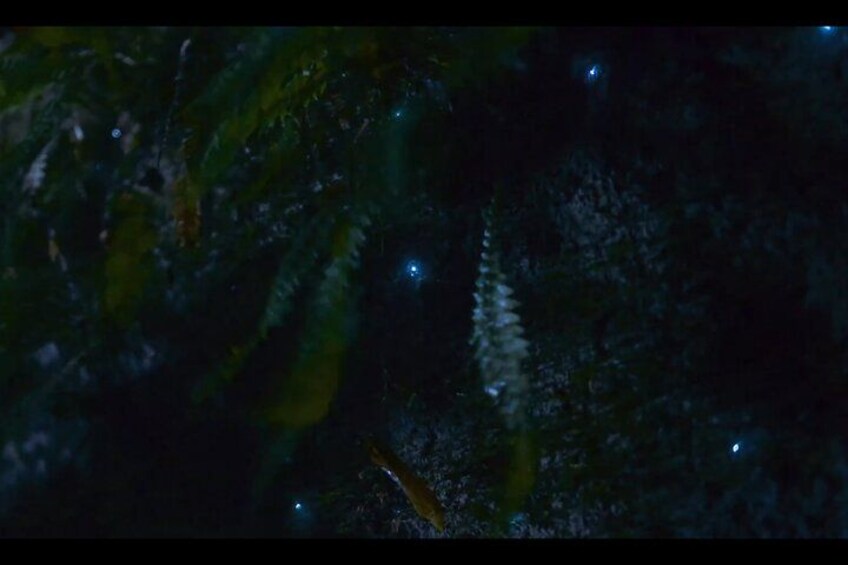 A dense forest with a variety of trees and a small stream. 4