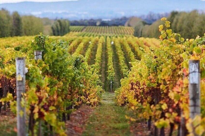 East Tamar Valley Wine Tour with Gourmet Lunch 5