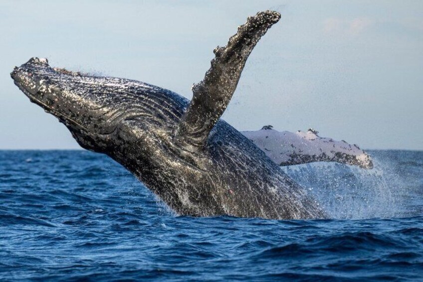 Whale Watching Adventure from Ballina Humpback Encounters 1