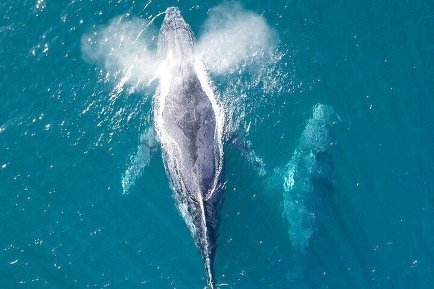 A whale breaching the ocean surface. 4