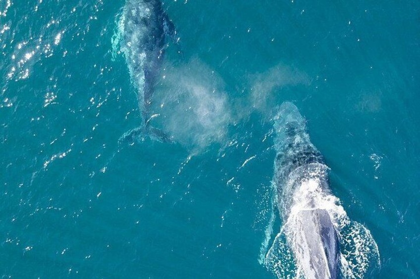 Two whales breaching the ocean surface. 5