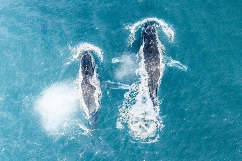 Two whales breaching the ocean surface. 3