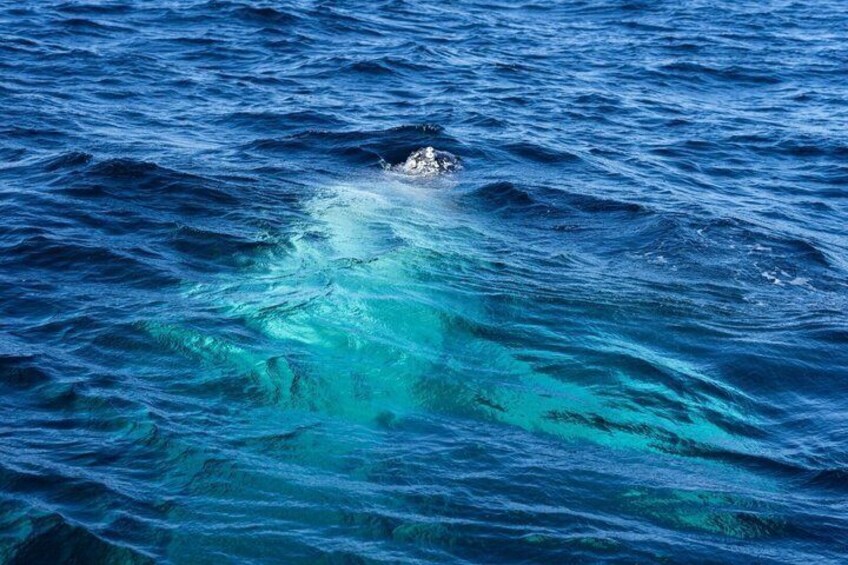 Whale Watching Adventure from Ballina Humpback Encounters 2