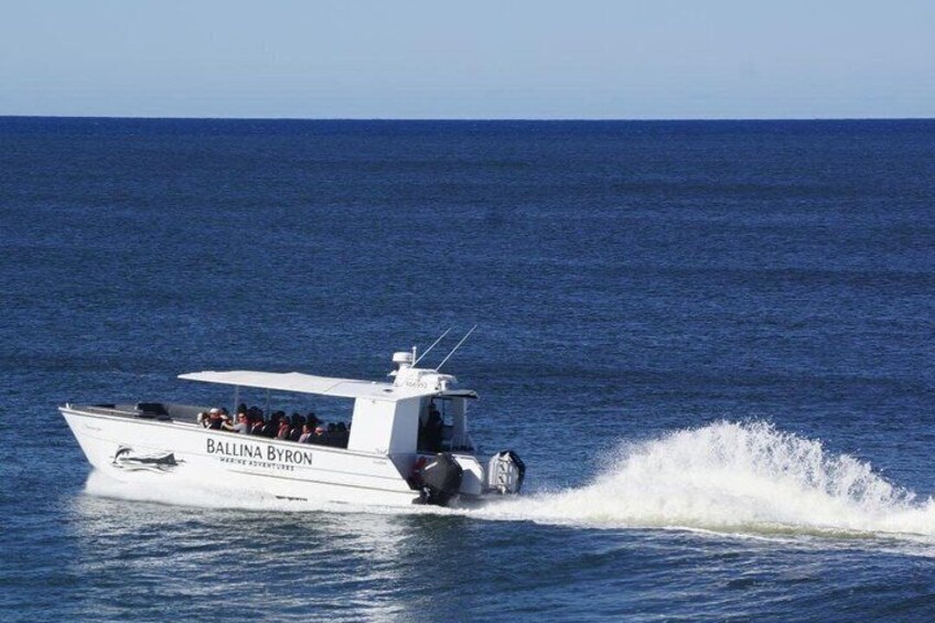 Whale Watching Adventure Ballina 2