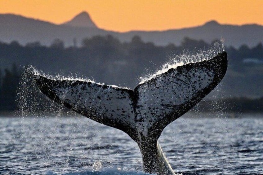 A whale tail breaching with water splashing, mountains in the background, and a sunset. 1