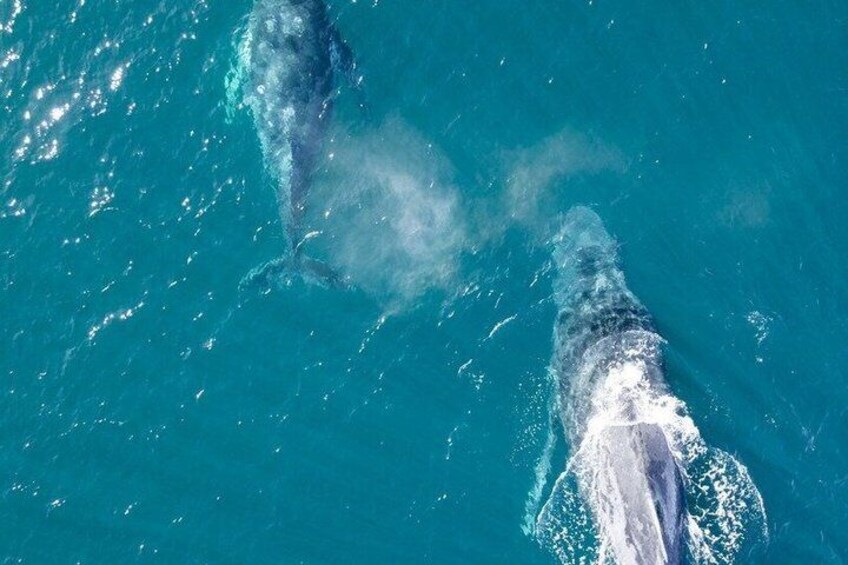 Whale Watching Adventure from Ballina Humpback Encounters 5