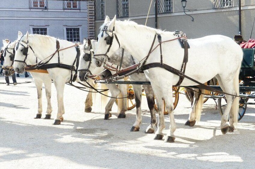 A line of white horses harnessed to a carriage. 3