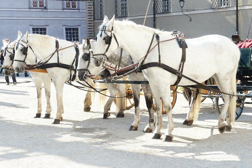 A group of white horses harnessed to a carriage, standing on a street. 3