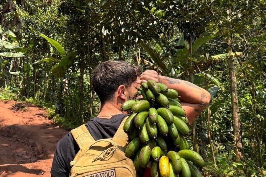 A person carrying a bunch of green bananas in a forested area. 4