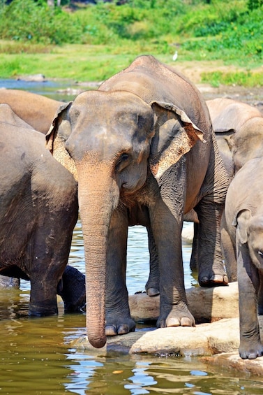 A group of elephants by a water body. 3