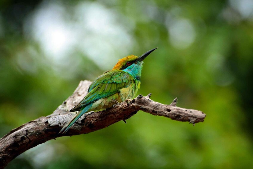 Picture 2 for Activity Gal oya : Gal Oya National Park Jeep Safari with Trek 2