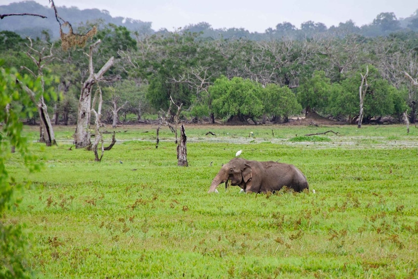 Gal oya : Gal Oya National Park Jeep Safari with Trek 1