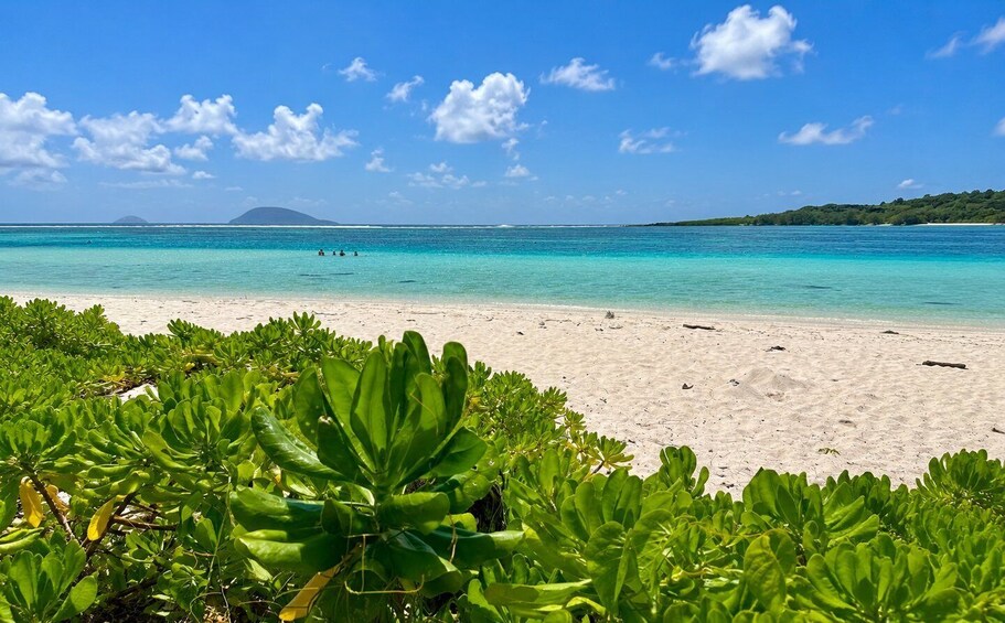 Picture 2 for Activity Mauritius: Northern Islands Lagoon Adventure with Sea Turtle 5