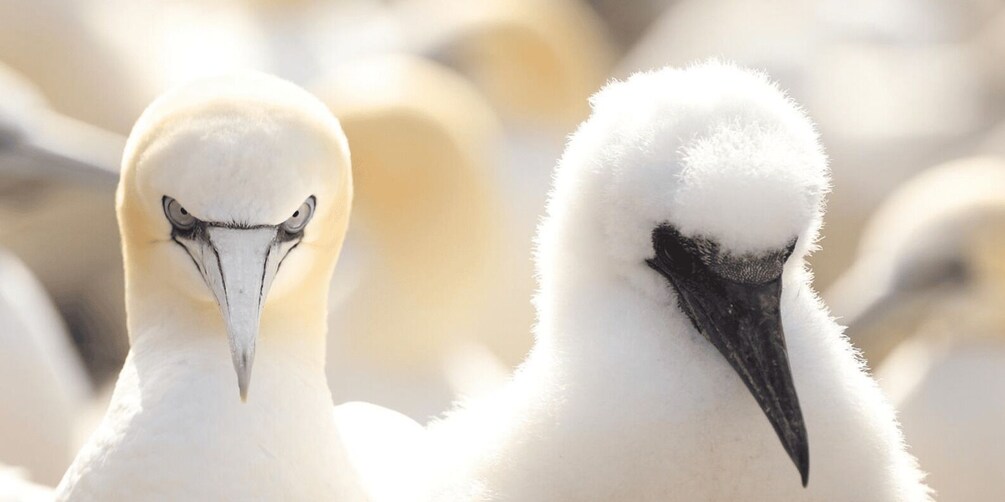 Picture 2 for Activity Scottish Seabird Centre: Discovery Experience Entry Ticket 3