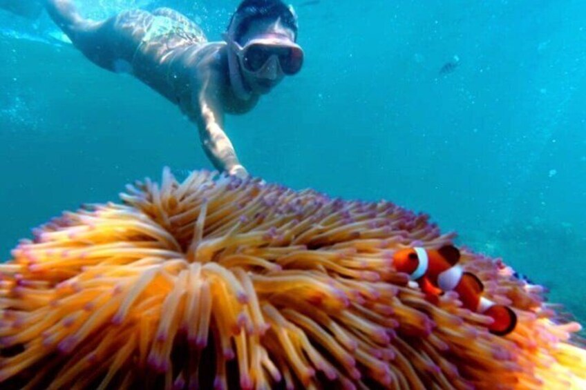 A diver swimming near an anemone with clownfish. 1