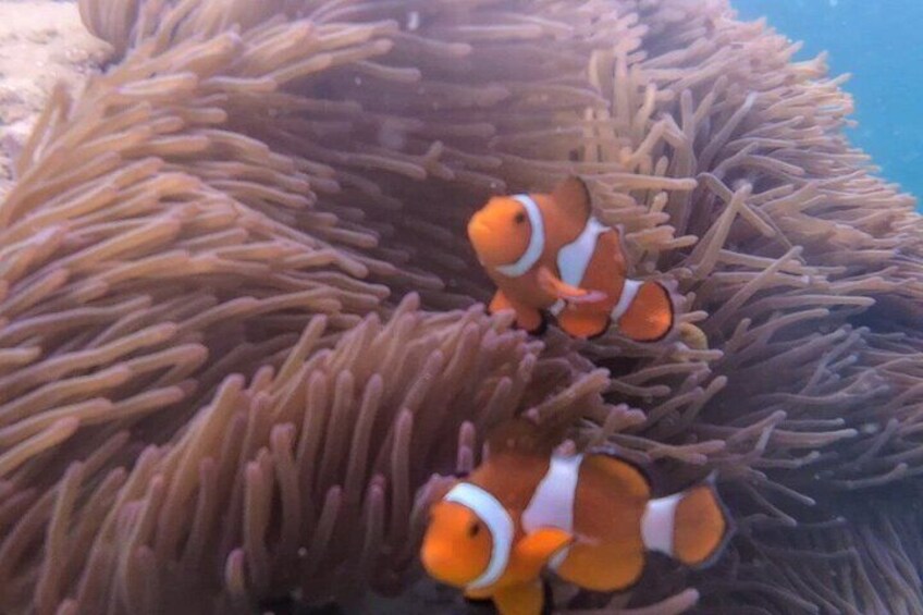Clownfish swimming among sea anemone tentacles. 4