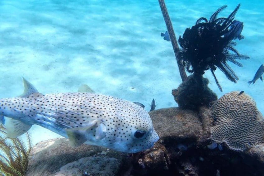 A spotted grouper near a coral reef with seaweed and rocks. 3