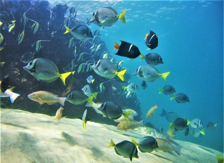 Picture 14 for Activity Coronado Island and Snorkel Tour 4