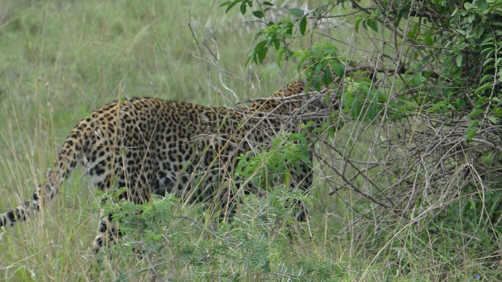 Ein Leopard in einer grasbewachsenen Landschaft mit dichtem Blattwerk. 5
