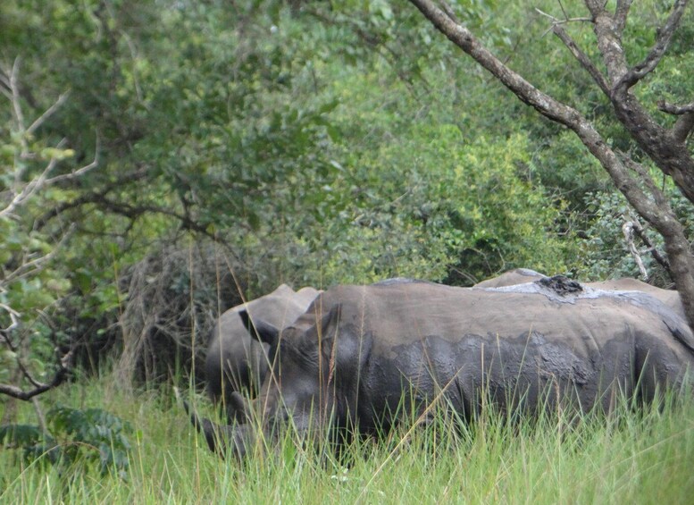 Ein Nashorn in einer grasbewachsenen Landschaft mit Bäumen im Hintergrund. 4