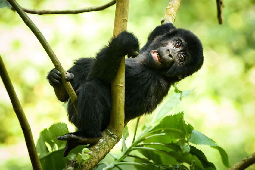 Ein Gorilla, der sich an einem Ast in einem üppigen Grünwald festklammert. 1