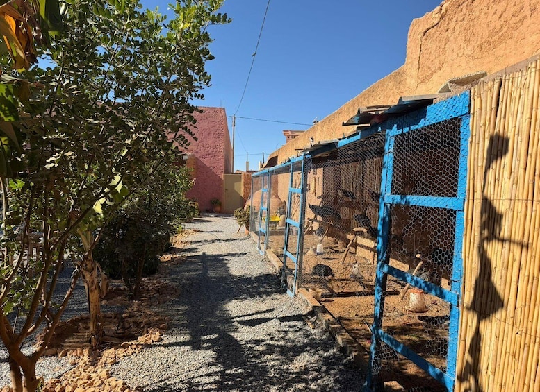 Picture 1 for Activity Agadir: Souss Massa 4WD Desert Safari with Lunch 5