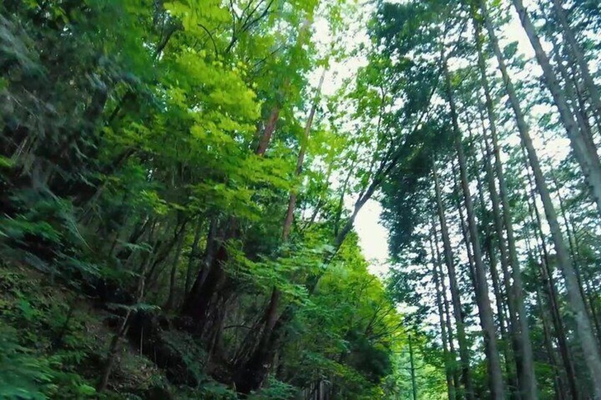 1 Hour Scenic Downhill Bike Ride Through Rural Japan 3