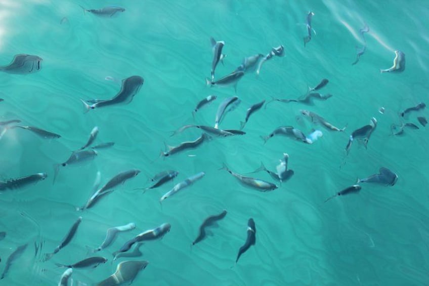 A school of fish swimming in clear blue water. 5