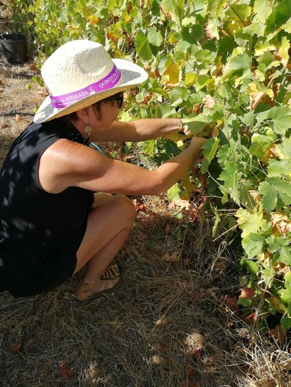 Picture 11 for Activity Private Premium Tour to the Douro Valley 2