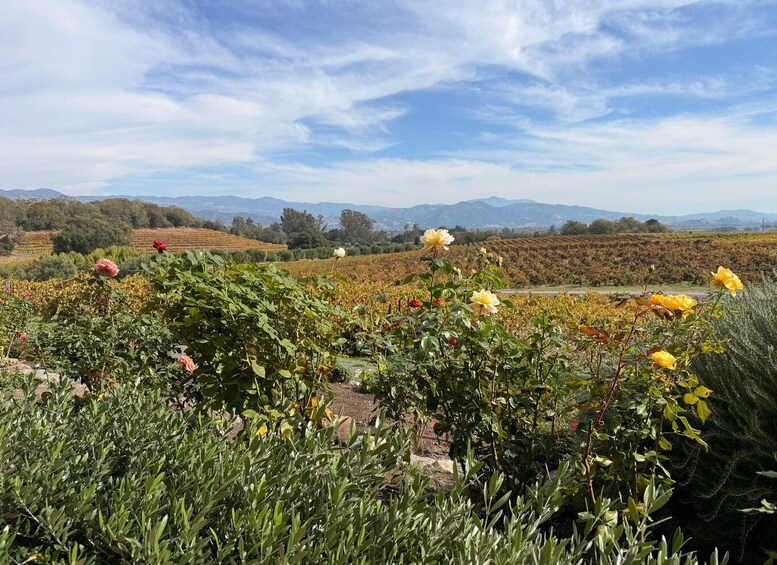 Picture 5 for Activity Napa and Somoma Valley Private Wine Tour 5