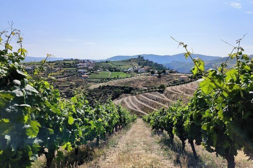 A vineyard with rows of grapevines and a hilly landscape in the background. 3