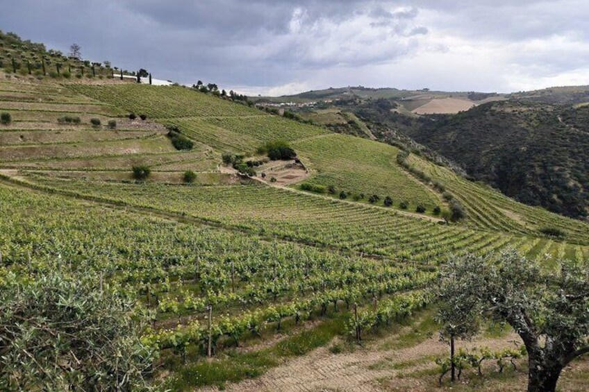 A vineyard with rows of grapevines on rolling hills. 2