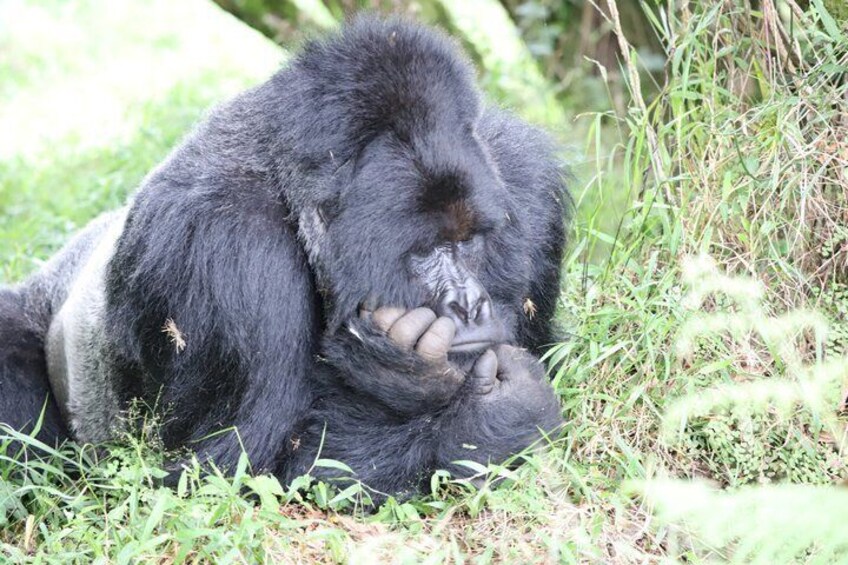 3 Day Bwindi Gorilla Tracking Midrange Tour 3