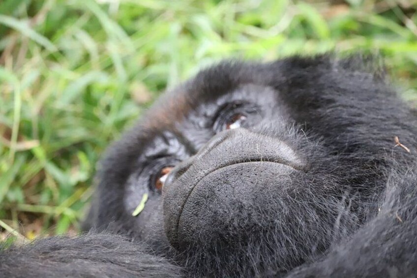 3 Day Bwindi Gorilla Tracking Midrange Tour 5
