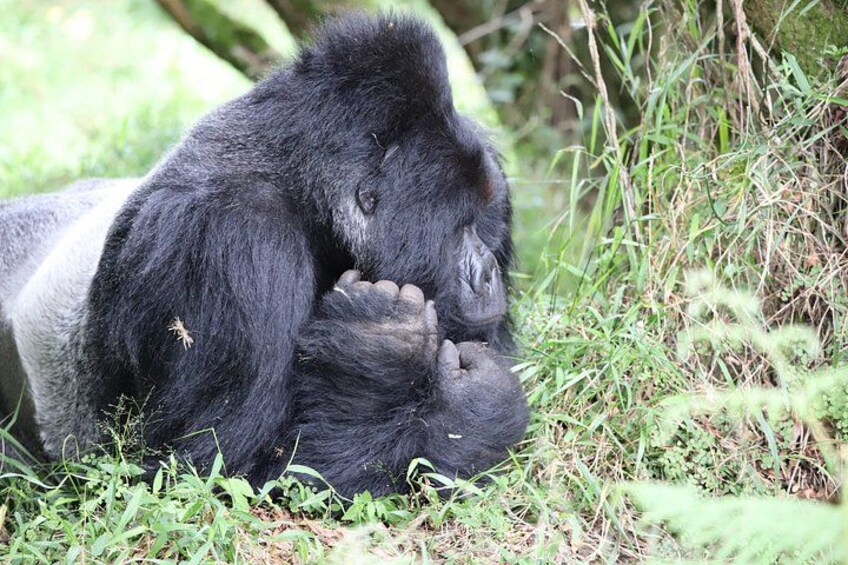3 Day Bwindi Gorilla Tracking Midrange Tour 2