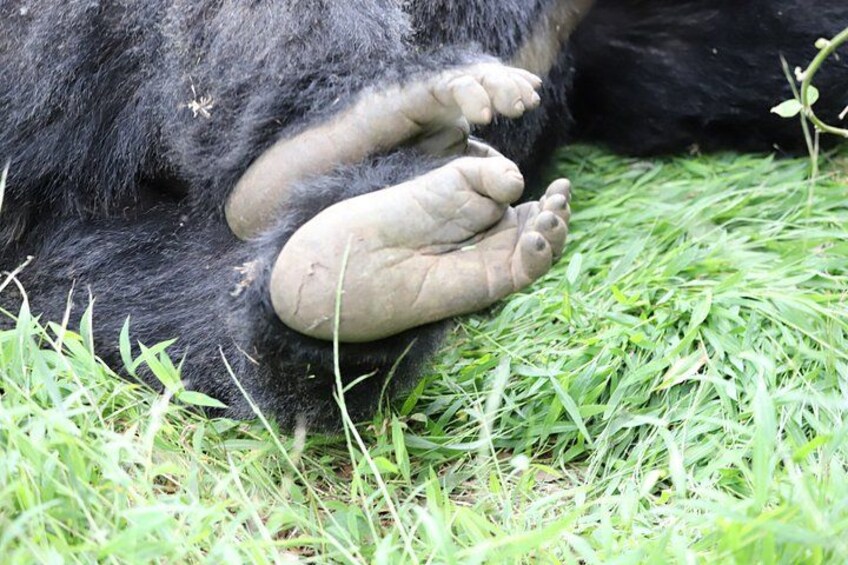3 Day Bwindi Gorilla Tracking Midrange Tour 4
