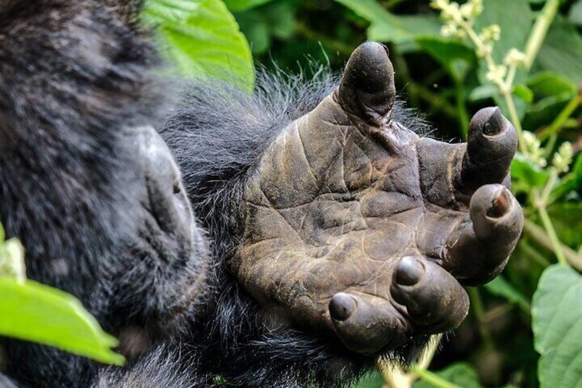 A hand of a gorilla 1