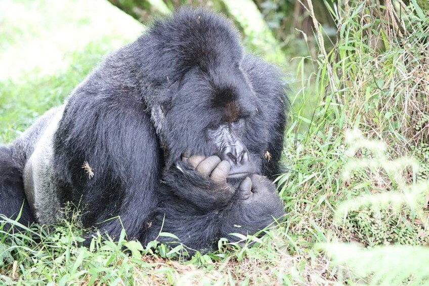 3 Day Bwindi Gorilla Tracking Midrange Tour 3