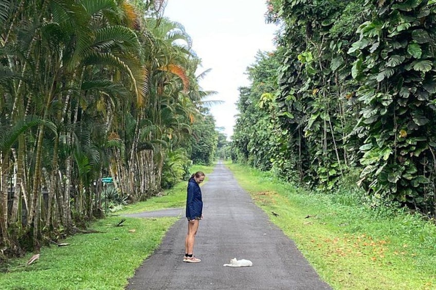 A person standing on a road surrounded by dense tropical vegetation. 2