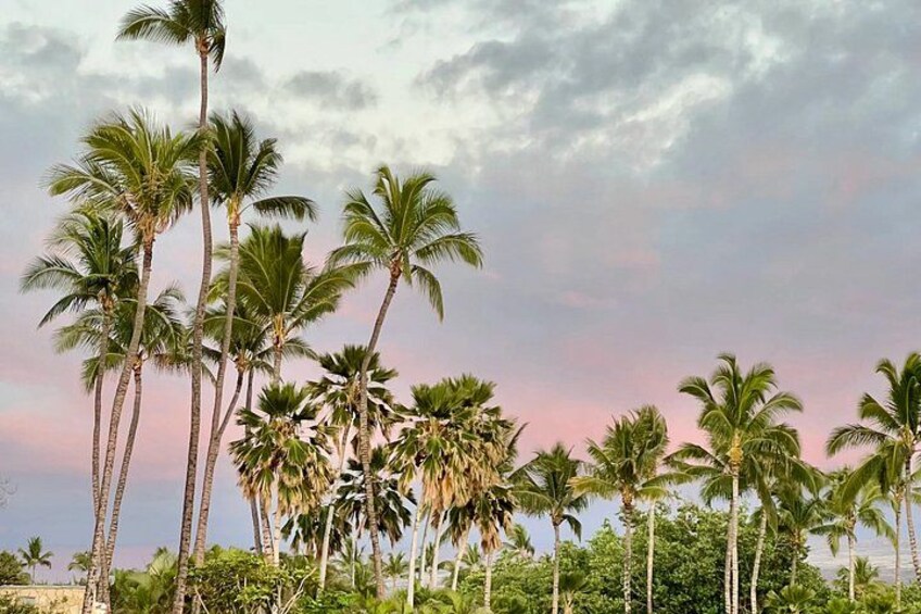 A landscape with tall palm trees and a cloudy sky. 4