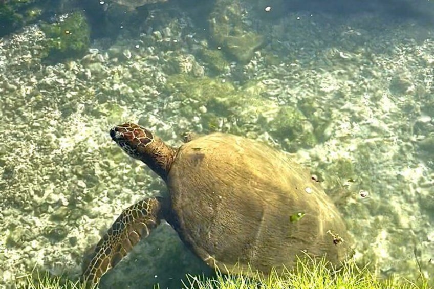 A sea turtle swimming in clear water with visible rocks and grass at the bottom. 3