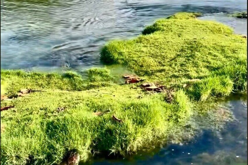 A body of water with patches of green algae or moss. 2