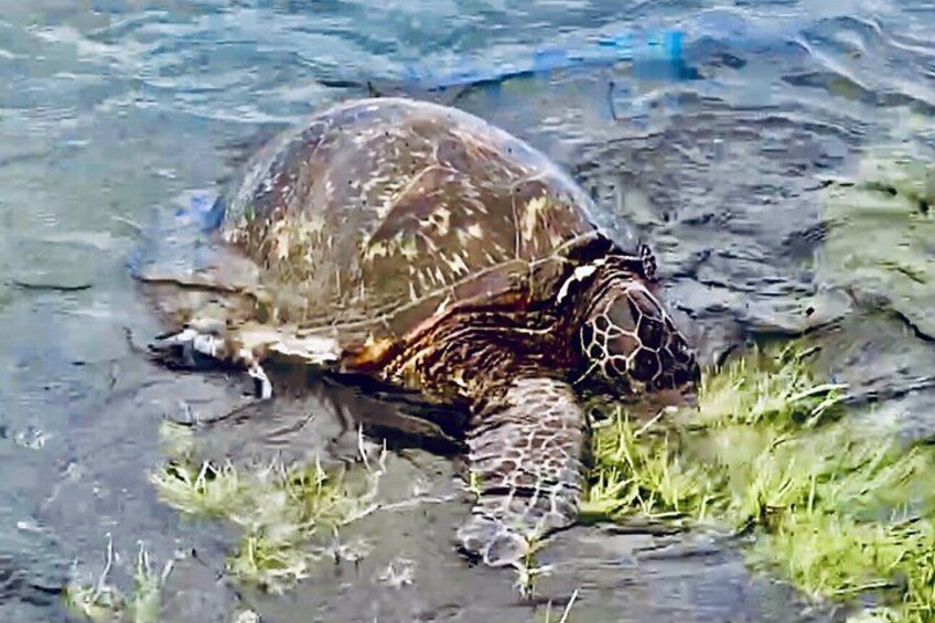 A sea turtle swimming in water with grass on the shore. 3
