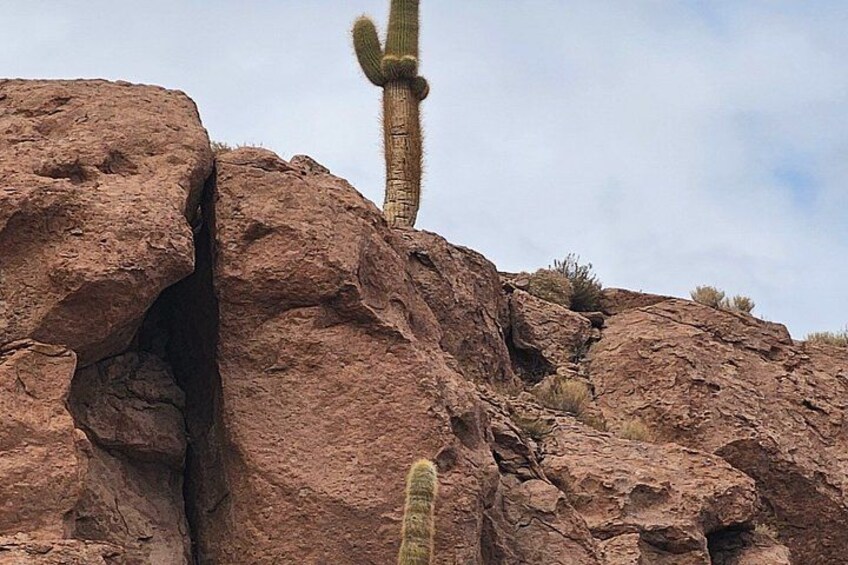 A cactus in a rocky terrain. 4