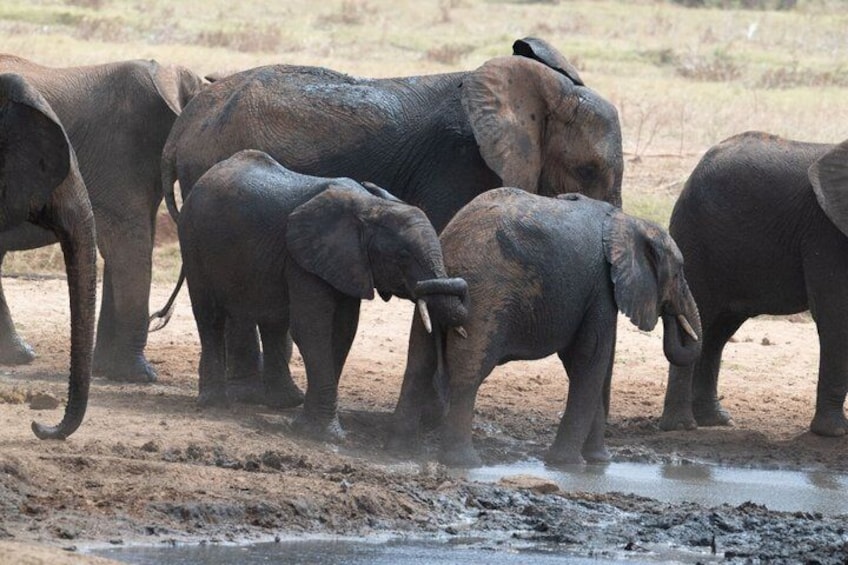 2 Day Tsavo East and West National Park Safari 3