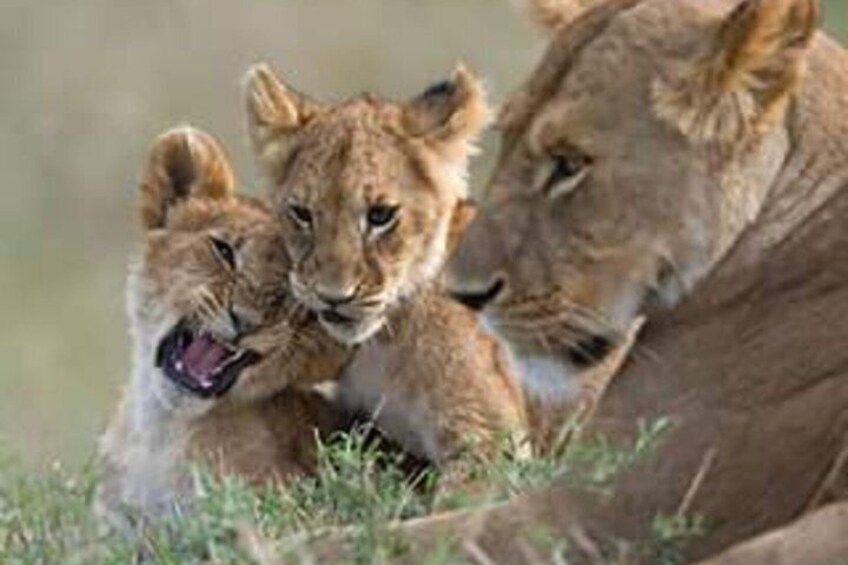 2 Day Tsavo East and West National Park Safari 5
