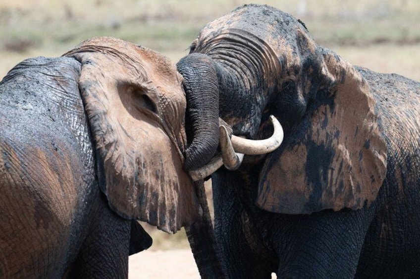 2 Day Tsavo East and West National Park Safari 4